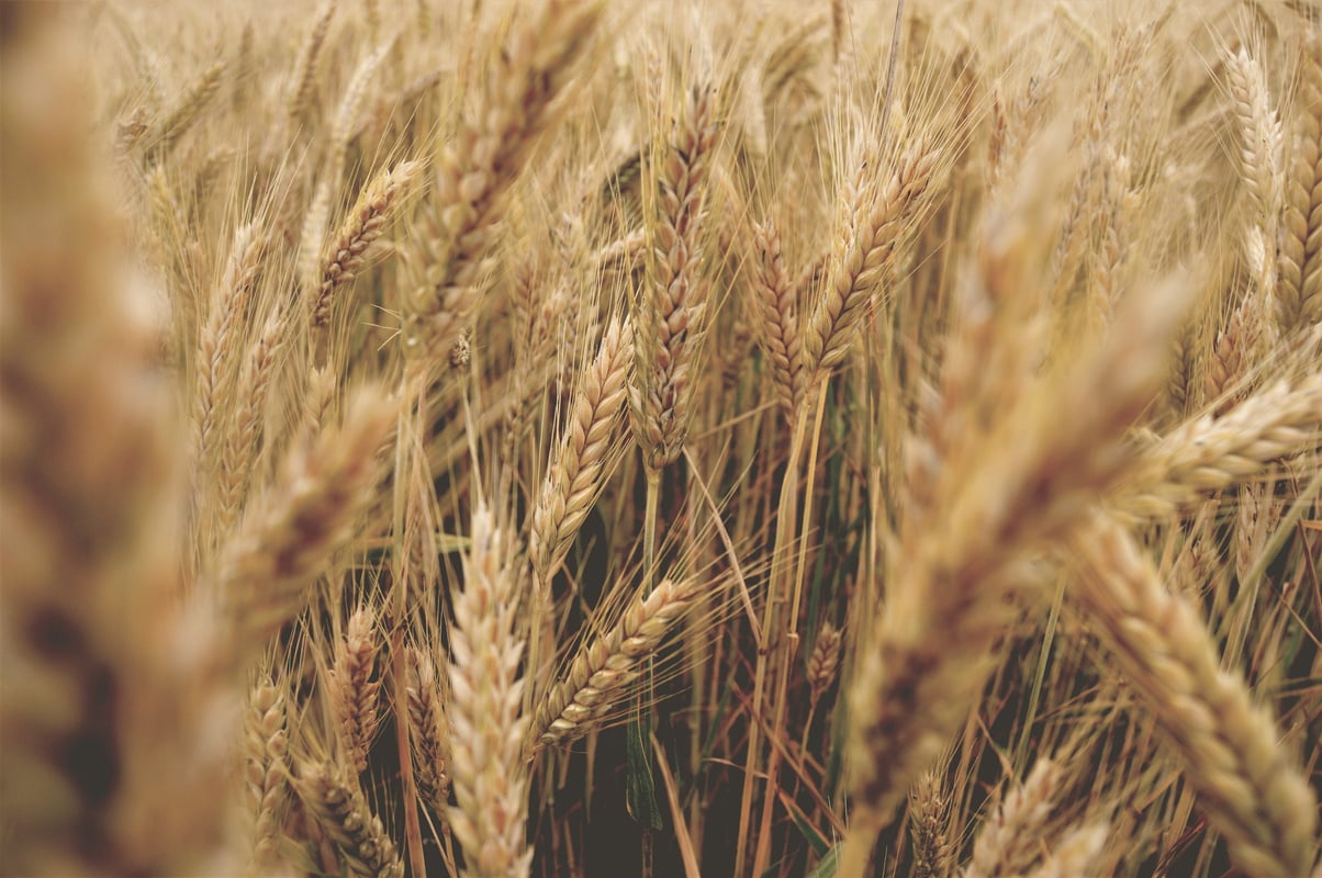 Wheat Field